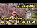 【2024河津桜まつり】2.7 はやあきほいみ！河津櫻　ライブカメラ
