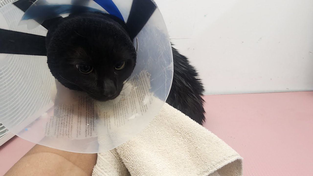 Why use cones on cats? YouTube