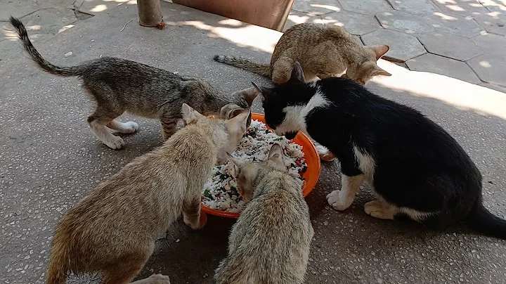 Watch the video about Cats like food mixed with fish the most | BOBO Official