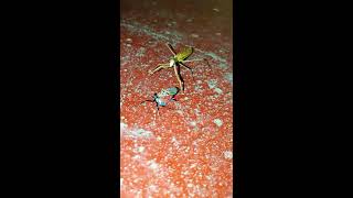 Praying Mantis Vs Chinese Spotted Lantern Fly