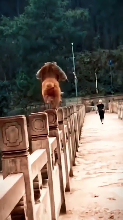 Madlipz jowo #madlipz #shortvideo #youtubeshorts #viral #fyp #monkey #monyet