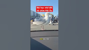 Bài học nhớ đời từ chim hải âu #relaxing #trending #video #viral #reaction