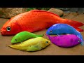Stop motion cooking ASMR | ruck racing Crocodile hunting catfish colorful koi fish carp