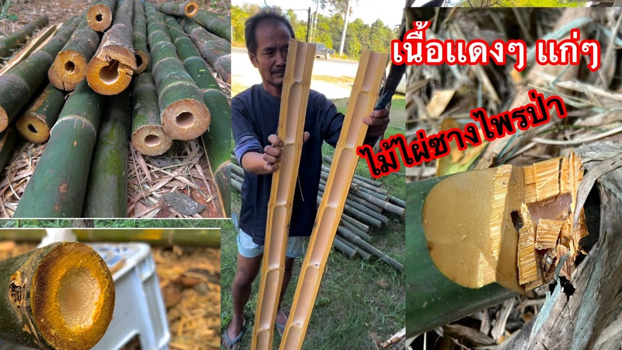 ตัดไม้ทำว่าว ตัดไม้ลำเเก่ๆ ในป่าลึก