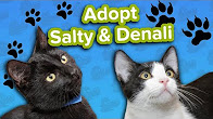 Adopt Denali and Salty SPCA // Adoptable Featurette