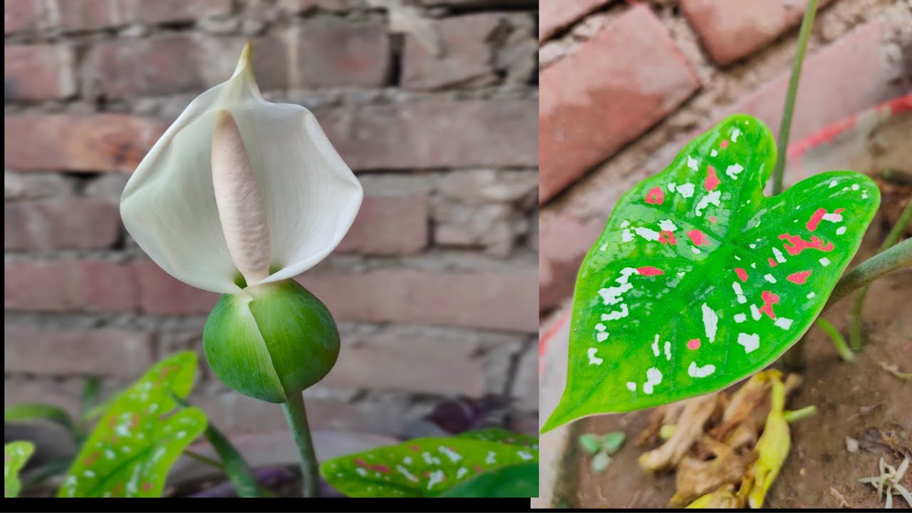 Amazing plant very beautiful /How to grow and care Heart of Jesus plany