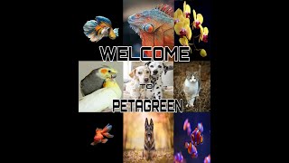 INTRODUCTION- PETAGREEN by PETAGREEN KERALA 194 views 3 years ago 1 minute, 19 seconds