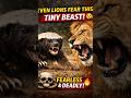 The animal even lion fear honey badger#science #wildlife#viral #shorts #knowledge