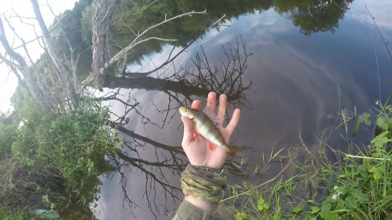 Fishing in Ireland River Suir Spinning for Perch 4k YouTube