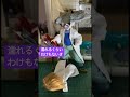 【名探偵コナン】手錠シェリー(宮野志保)&rarr;阿笠博士に発見される灰原哀#detectiveconan #Shorts