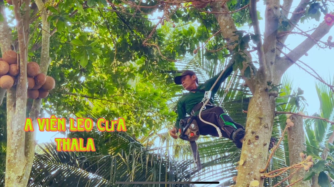 A Viên leo Cưa Cây Thala lâu năm trong khuôn viên nhiều ngôi Mộ tại Sadec 