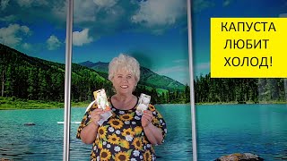 видео: Секрет получения крепкой рассады капусты - холод! Ольга Чернова. картинка: Секрет получения крепкой рассады капусты - холод! Ольга Чернова.