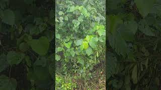Amakye Dede Song Kose Kose explained #ghanahistory #youtube #kofitv #viralshorts