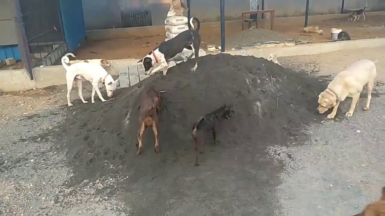Our guest dogs kicking up some sand! YouTube