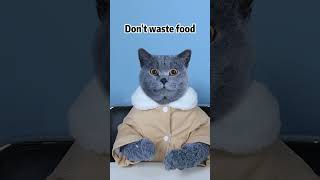 Play The Video Backwards, Food Is Sucked Back | Don't Waste Food  #funnycat #catsoftiktok  #shorts