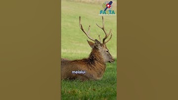 Tahukah kamu.?? Fakta menarik rusa yang harus kamu tahu