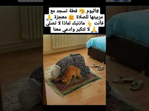 اليوم قطة تسجد مع مربيتها للصلاة معجزة فأنت ماذنبك لماذا لا تصلي لا تتكبر وادعي معنا