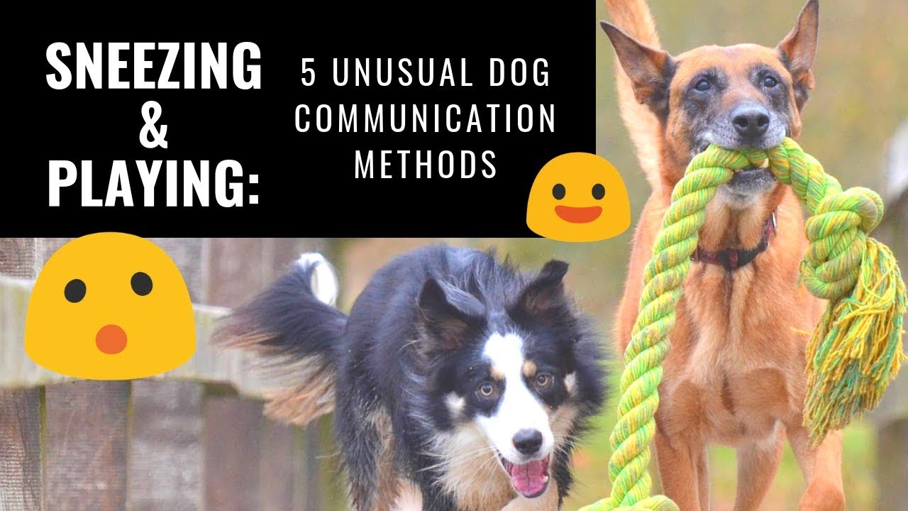 Dog Sneezing and Playing: 5 Unusual Dog Communication Methods - YouTube