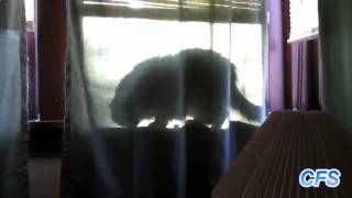 12 кошек съели хозяина видео 12 кошек съели хозяина видео