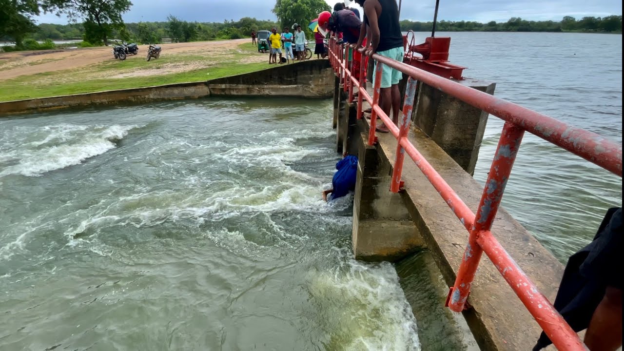 විරවිල වැවේ  මතුවුනු කැටලවු රෑන විසිදැලට අල්ලයි Sri Lankan 🇱🇰fishing