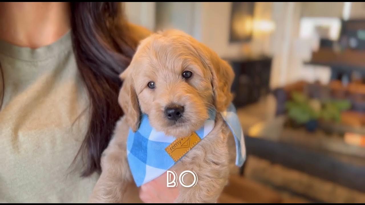 Beginner Therapy Conditioning & Playtime Dolly & Bingley 6wk Old