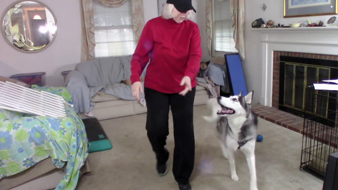 All Dogs Parkour - Foundation Skills Titling Program - Level 1 Exercise Demos