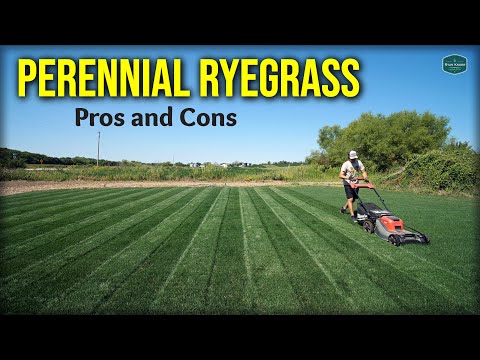 Video: Ryegrass qoplamali ekinlar: yillik javdarni qanday va qachon ekish kerak
