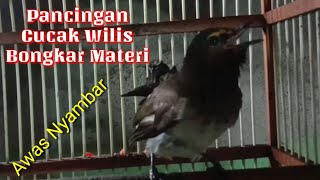 Pancingan Cucak Wilis Gacor Memicu Emosi Lawan Di Jamin Nyaut