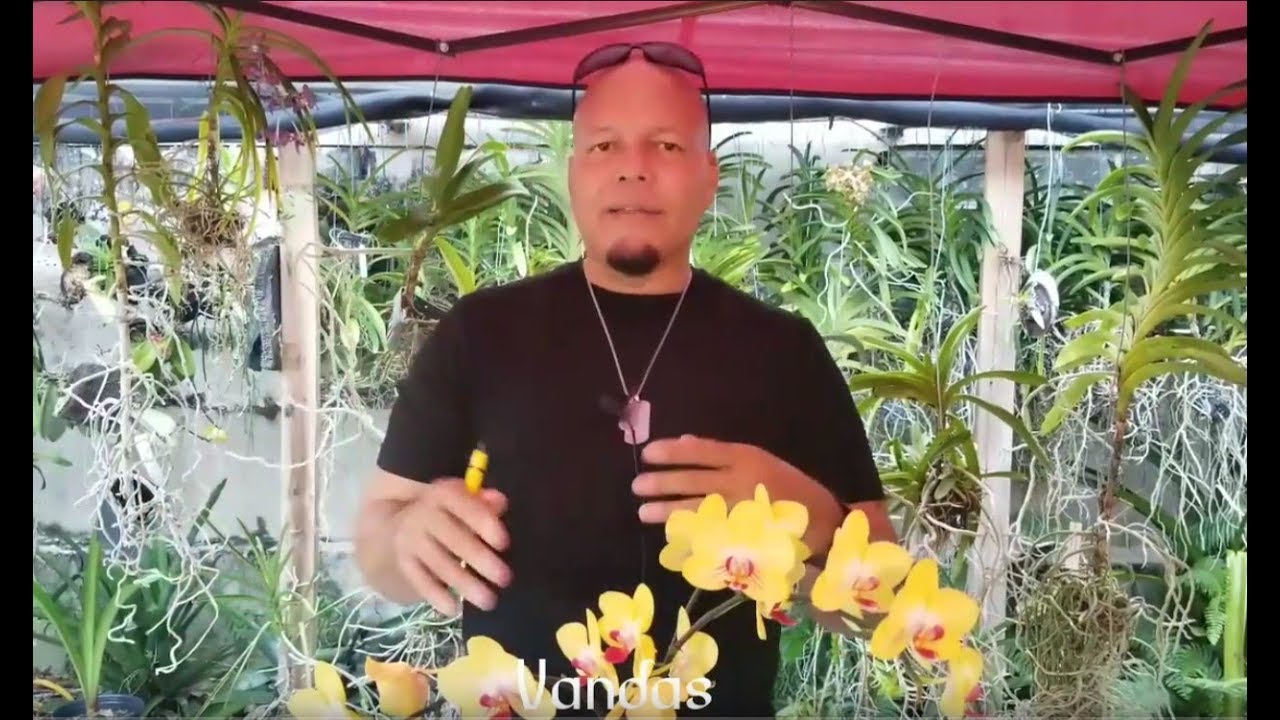 Boot Camp 0009 Vandas, algunos consejitos