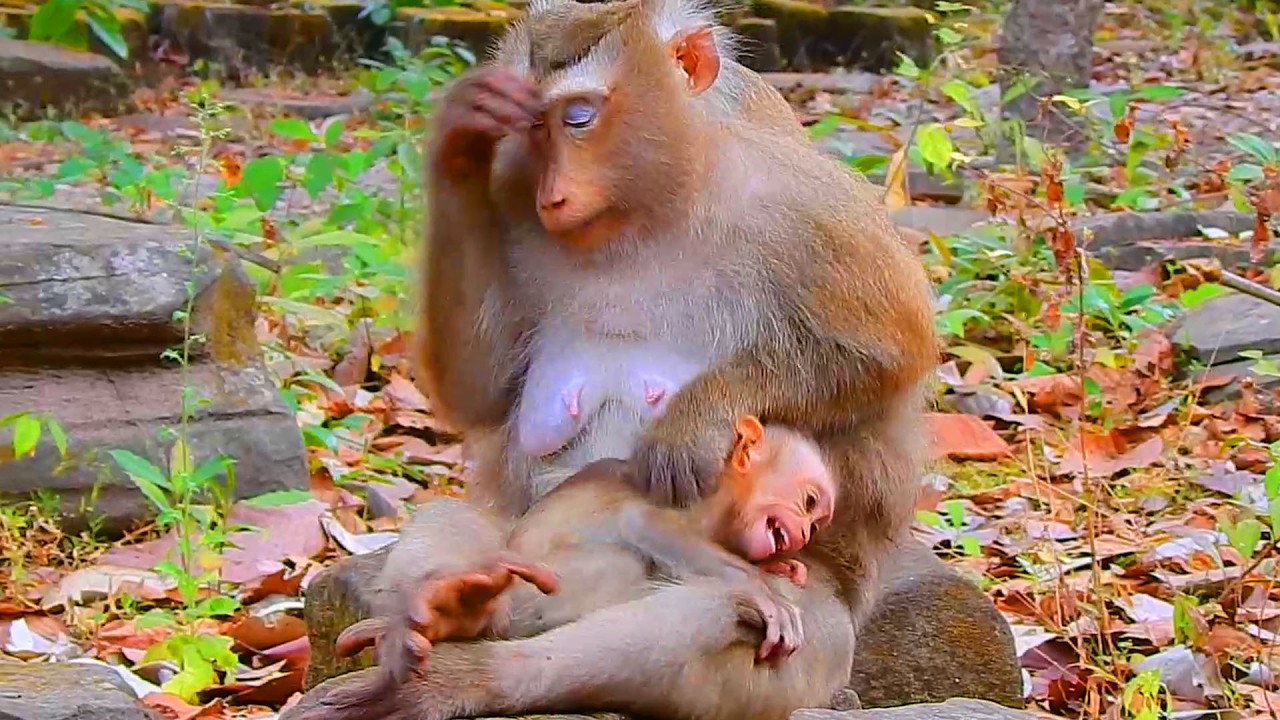 Rose is exhausted to continue breastfeeding baby Rina, Rina is unhappy coz mom discontinued her milk