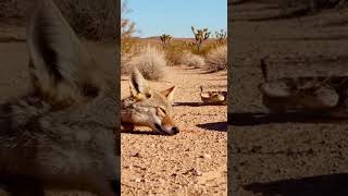 Fox's Clever Fake Out Stuns Snake #WildTricks #NatureStrategy #SneakyFox