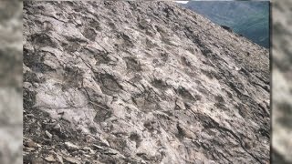 70 million year old donosaur tracks found