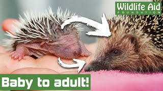 BABY HEDGEHOGS growing up!