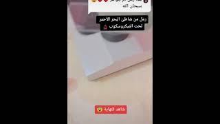 سبحان الله هذا رمل ام لؤلؤ