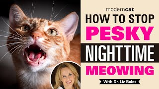 How to Stop Pesky Nighttime Meowing | With Dr. Liz Bales