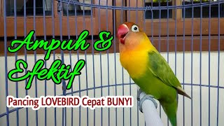 AMPUH dan EFEKTIF, Pancingan LOVEBIRD Tercepat dan Jitu Bikin Lovebird Cepat Bunyi