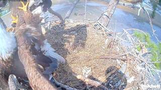 SWFL. The heroic M15 & E26 and the "shameless" visitor. M15 chases her away / 2026-03-27