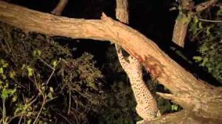 がヒヒをい、そのヒヒにづいたにったとは‥