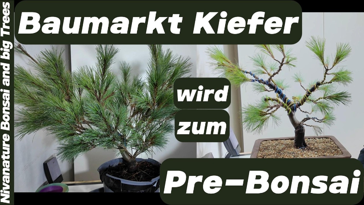 Pinus-strobus-minima Erste Gestaltung und Umtopfung 2026-2-5