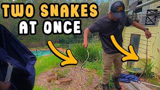 Catching Two VENOMOUS Snakes AT THE SAME TIME?!