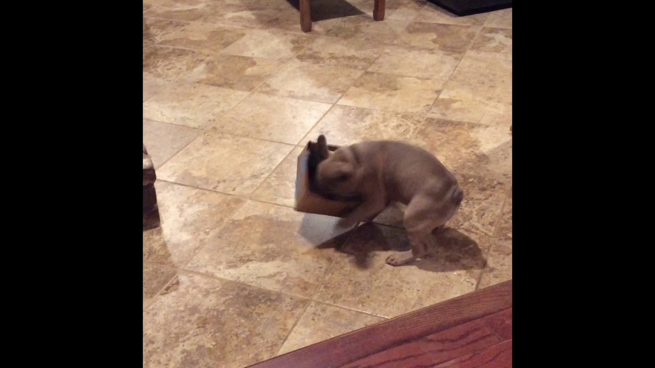 The cute dog and his box! 😂 