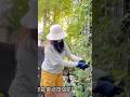 玫瑰種密集如何管理?又如何降低病害並保留玫瑰的營養份與提升通風性?#Erin玫瑰花園#處理玫瑰下葉#garden #バラ #rose #shorts