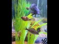 Cichlid Community #africancichlids #fishaquarium #fishtank #cichlid
