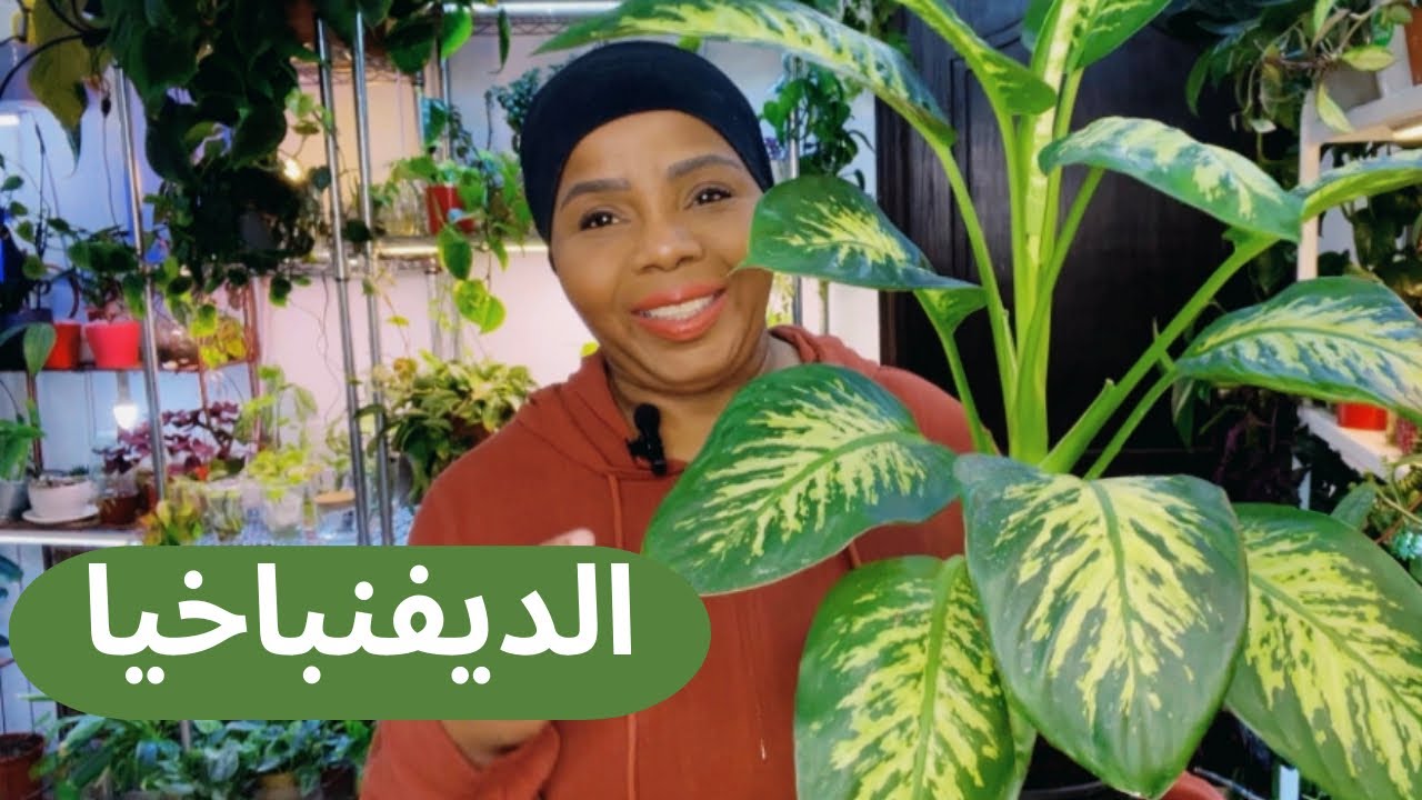 كيف العناية والاهتمام نبات الدفنباخيا ؟ سقي وتجذير