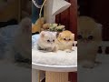 この可愛い子猫に心がとろけます。 #猫 #子猫 #可愛い