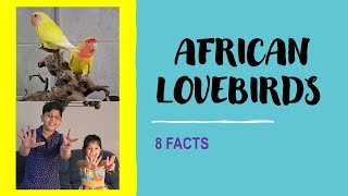 8 Awesome Facts About African Lovebirds |how to handfeed African love birds| Isa Israa's world
