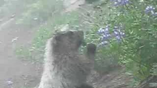 Hoary Marmot at Mt Rainier