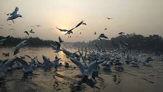 The Seagulls Migrate Through Delhi Making A Temporary Home