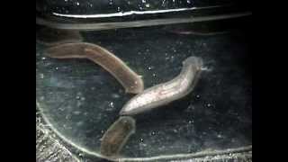 Up Close With Flatworms (Mr. Wizard)