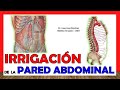 🥇 ARTERIAS DE LA PARED ABDOMINAL. (Irrigación) ¡Explicación fácil y sencilla!